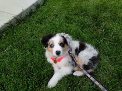 Puppy Diary: Raising Bowie, the Toy Australian Shepherd - The